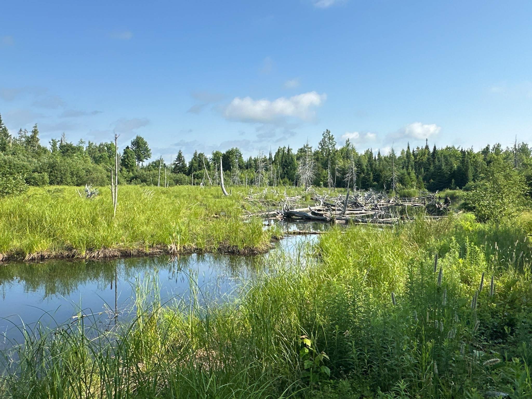 Maine Hunting and Recreational Timberland for Sale | 152± Acres in Carroll Plantation