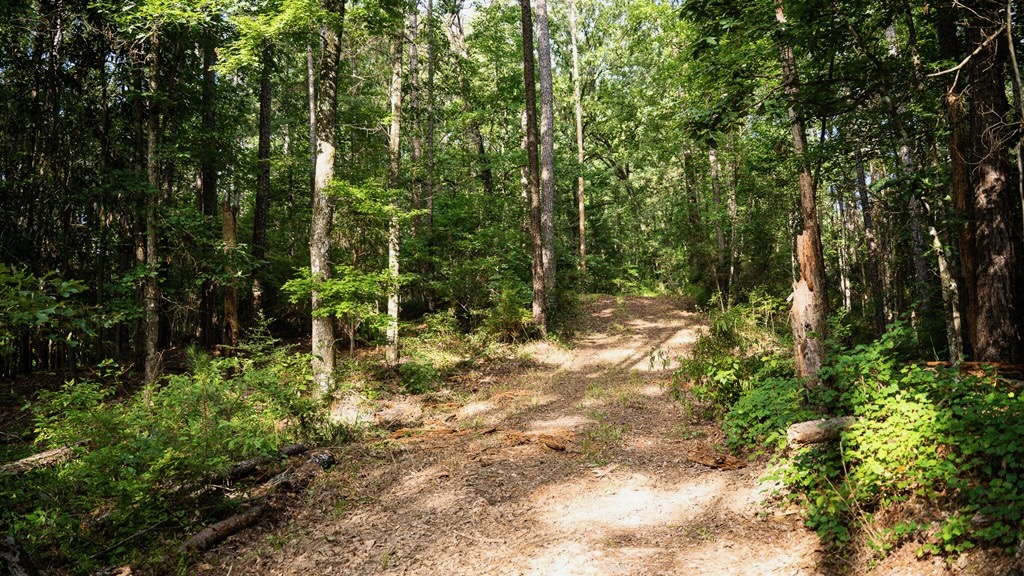 Hunting Land in Woodville, MS – 125 Acres for Sale