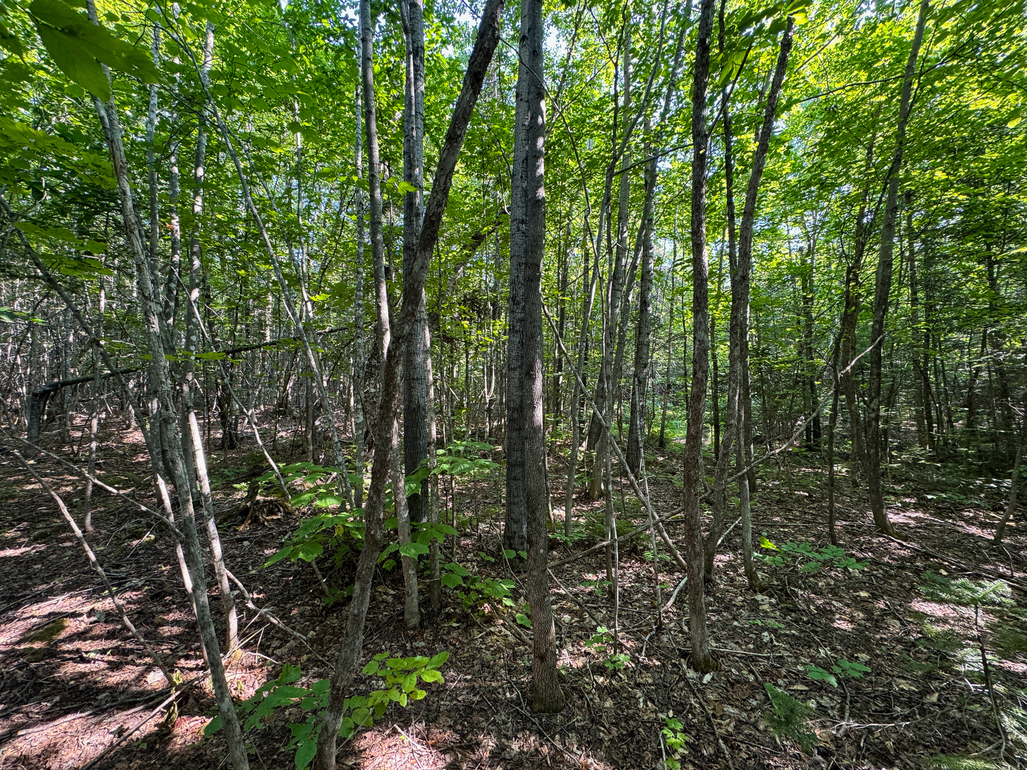 80± Acres of Off-Grid Mountain Land in Mount Chase, Maine