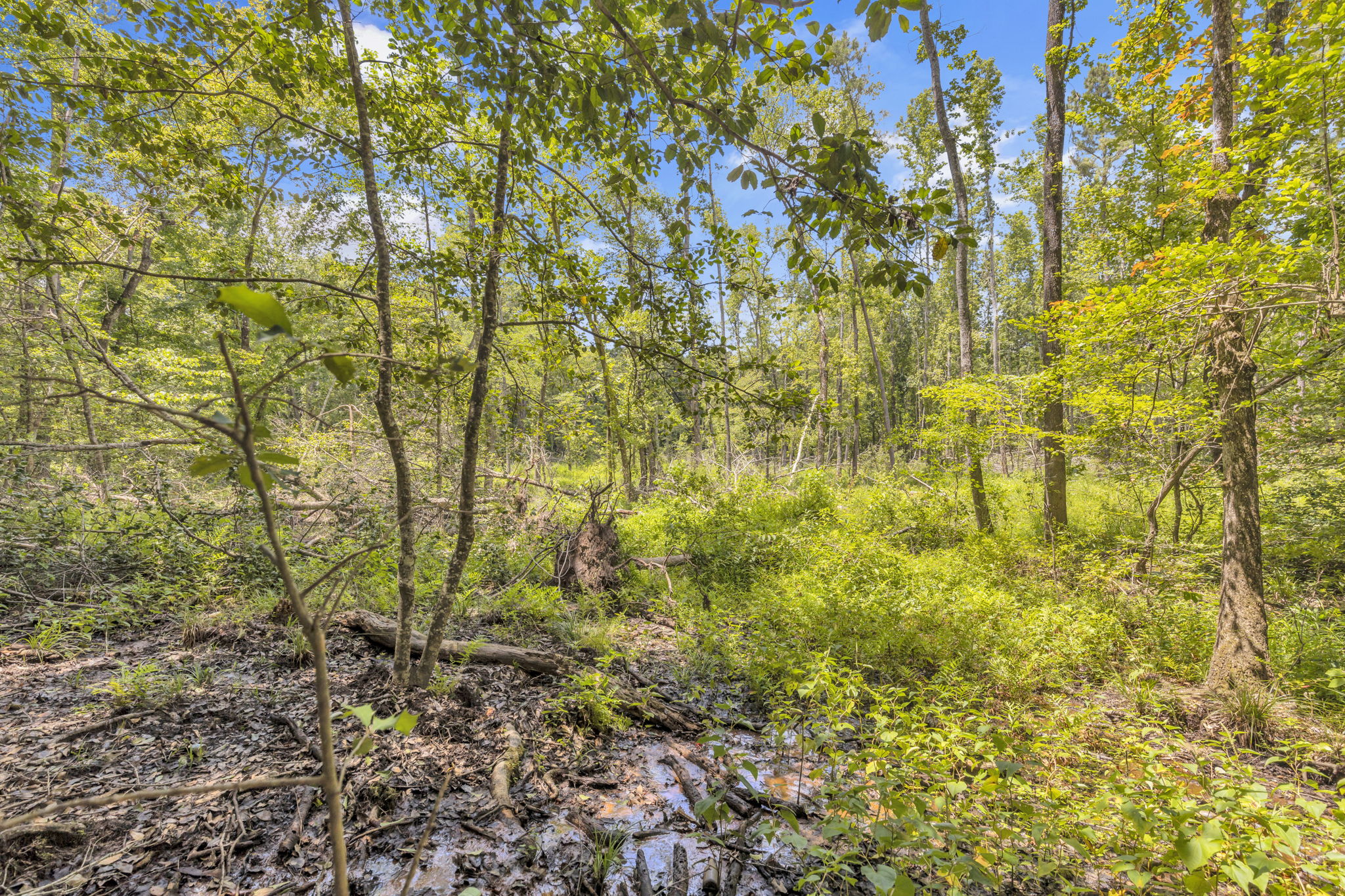 Texas Recreational Hunting Ranch for Sale East of Dallas