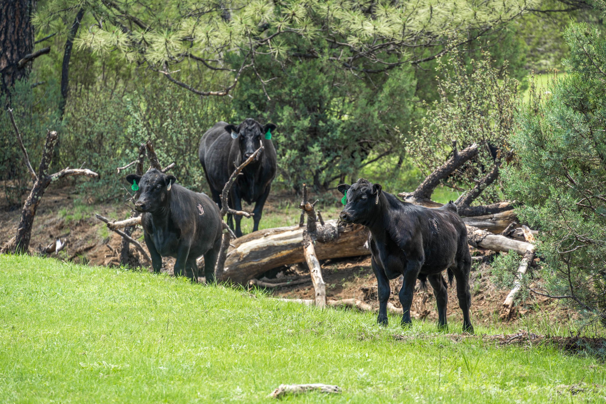 Cattle & Hunting Ranch for Sale in Weed, NM