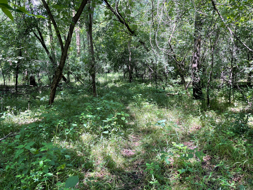 71.8-Acre Heavily Wooded Hunting Parcel with 4,500 Ft of St. Francis River Frontage