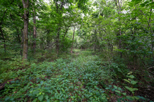 Land For Sale Barton County, MO 160± acres