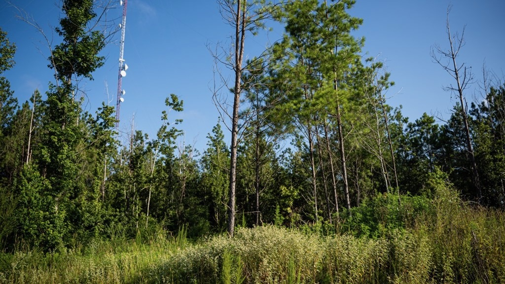 Gloster MS Hunting & Investment Land for Sale – 84 Acres