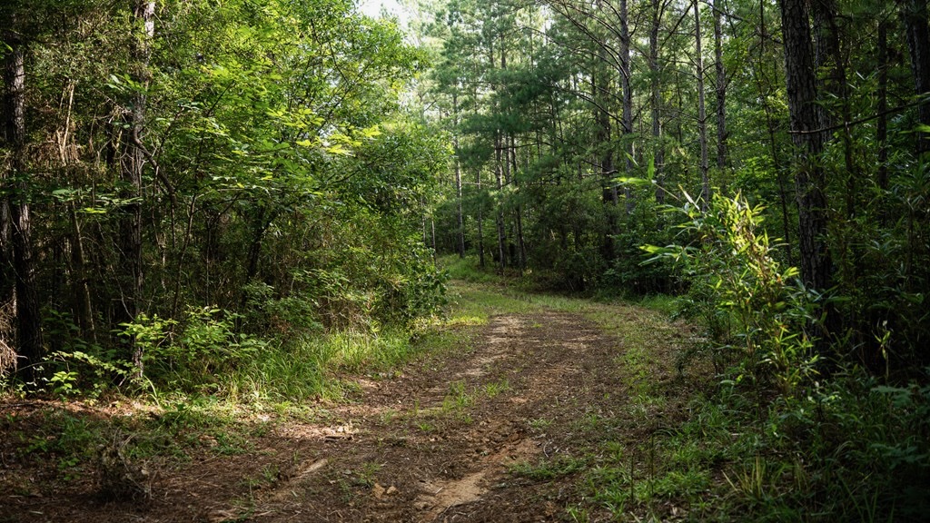 Hunting Land in Woodville, MS – 125 Acres for Sale
