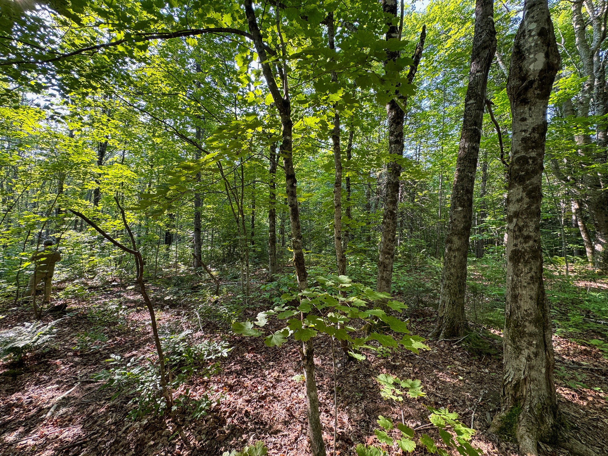 Off-Grid Cabin with 150± Acres Bordering Mount Chase