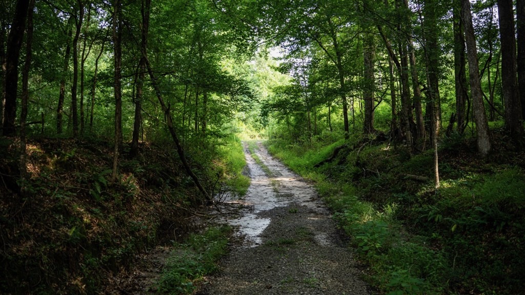 Hunting Land in Claiborne County, MS – The Reagan Tract