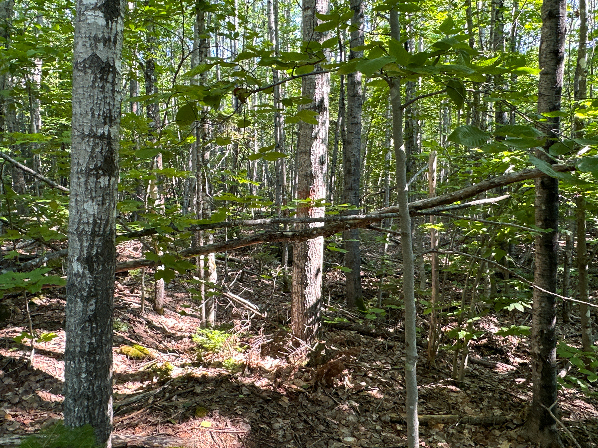 80± Acres of Off-Grid Mountain Land in Mount Chase, Maine