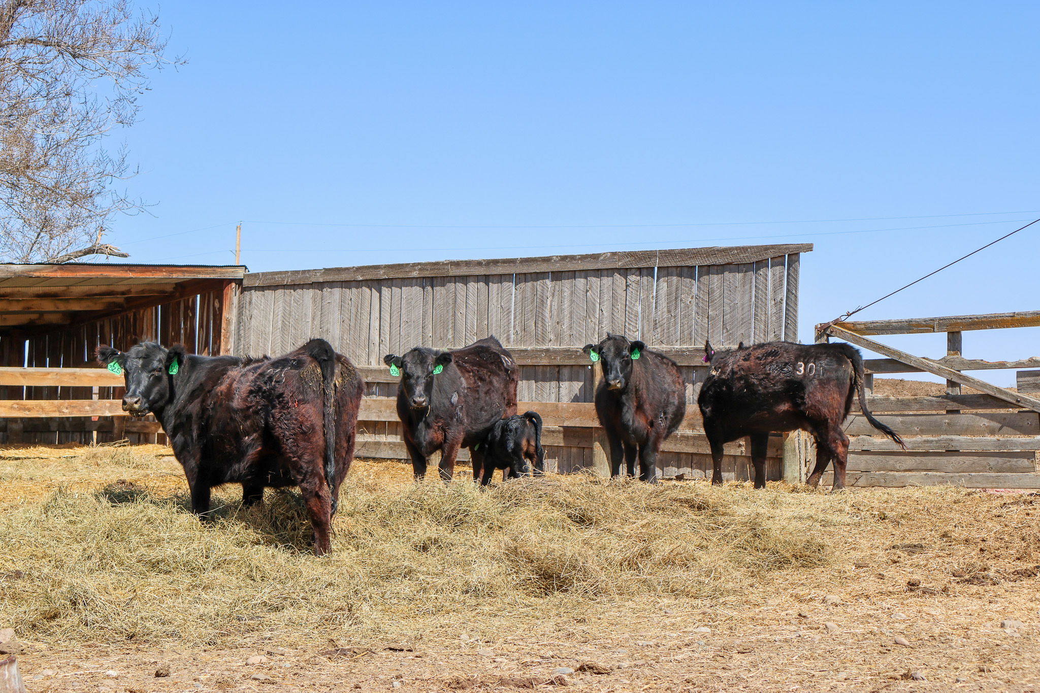 East Malta Irrigated Farm & Ranch – The Hould Property