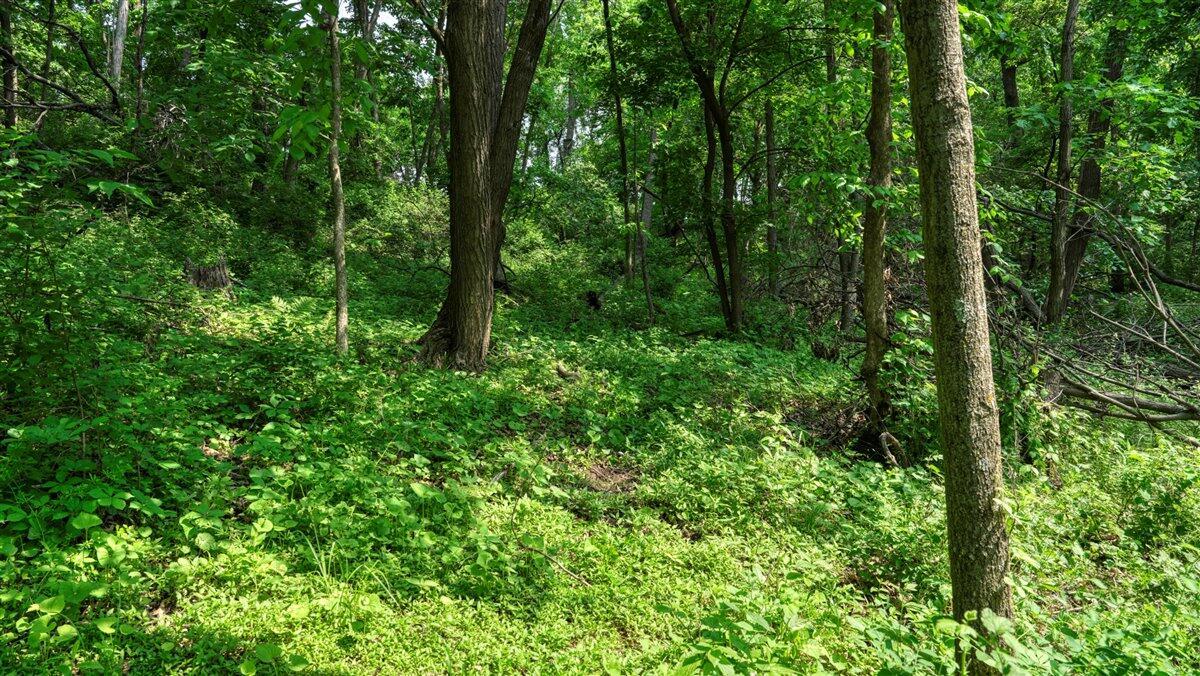 Twenty-One-Acre Hidden Gem in Vernon County WI
