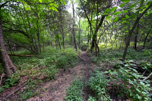 Land For Sale Barton County, MO 160± acres