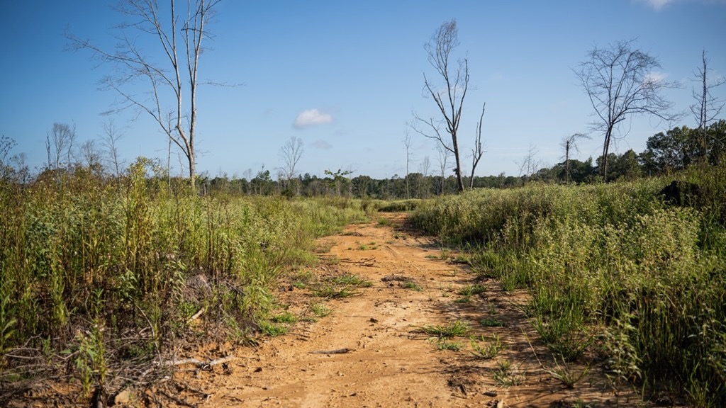 Gloster MS Hunting & Investment Land for Sale – 84 Acres