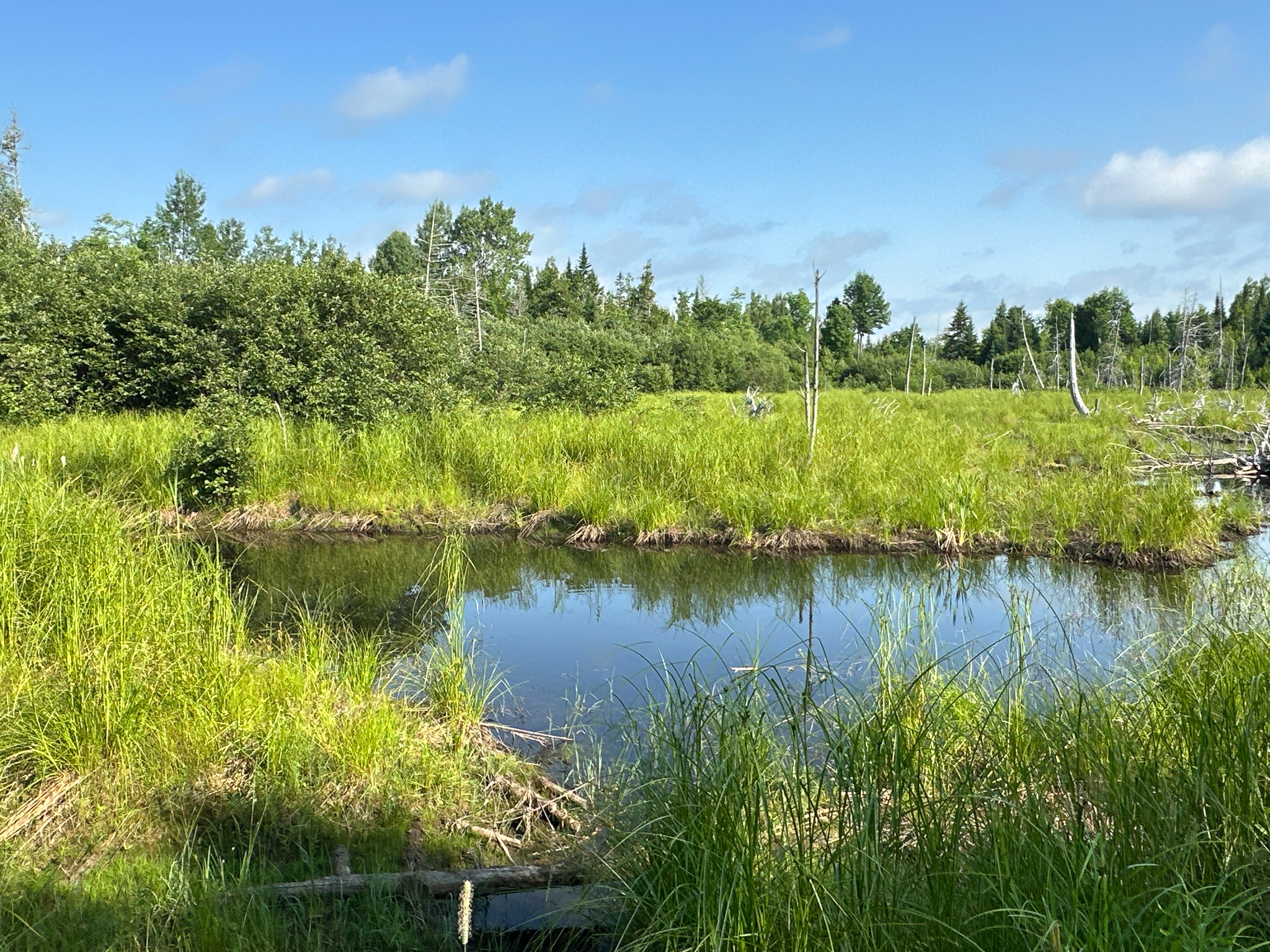 Maine Hunting and Recreational Timberland for Sale | 152± Acres in Carroll Plantation