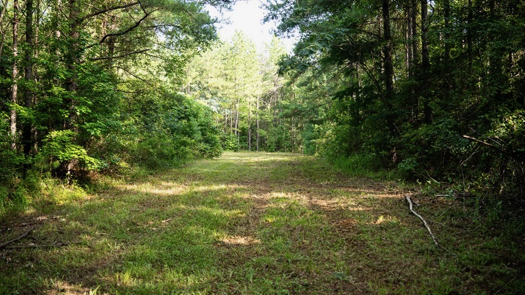 Hunting Land in Woodville, MS – 125 Acres for Sale