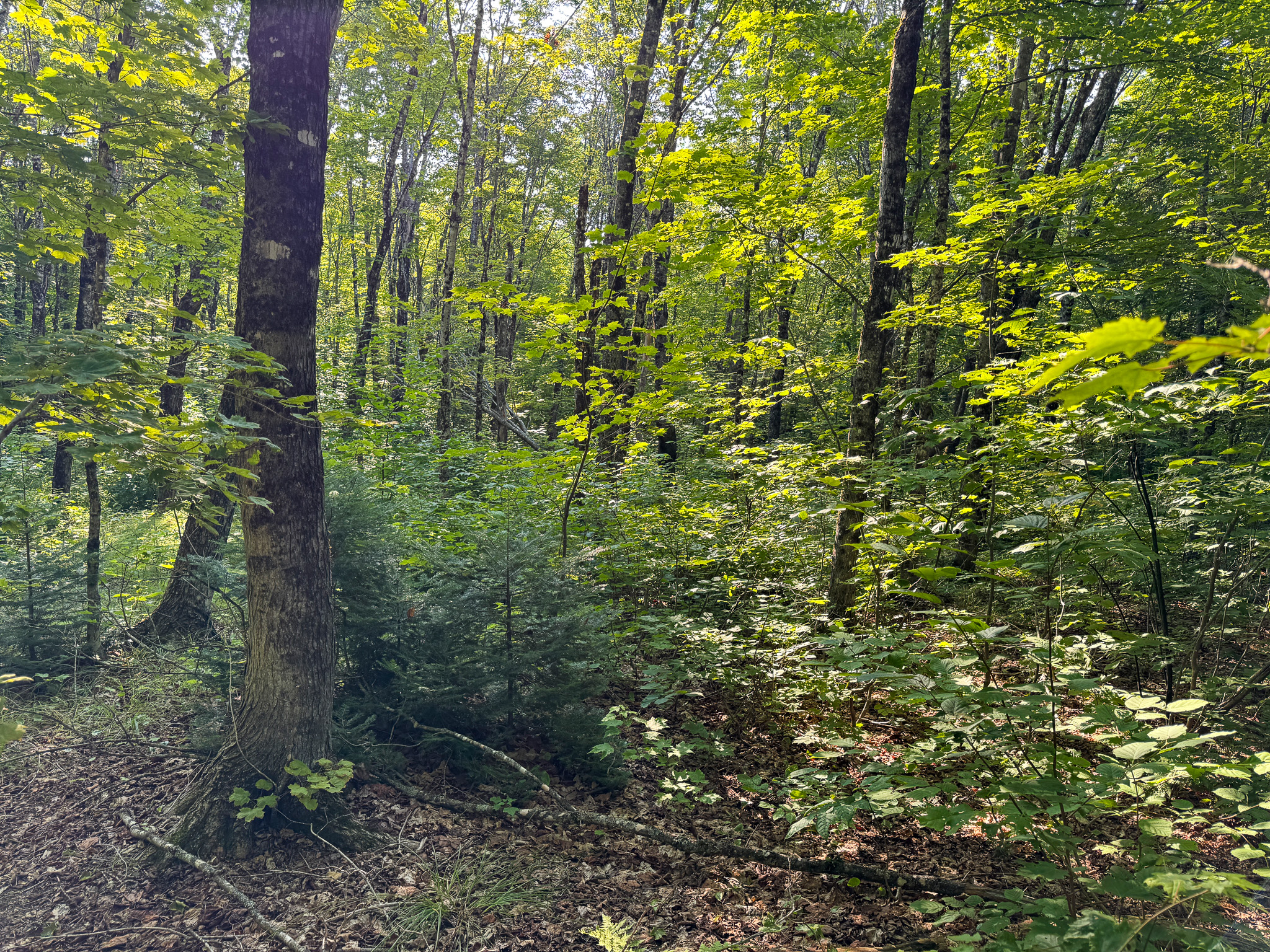 Off-Grid Cabin with 150± Acres Bordering Mount Chase