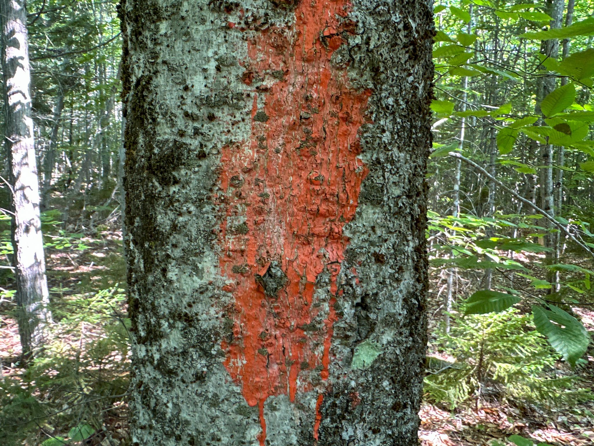 80± Acres of Off-Grid Mountain Land in Mount Chase, Maine