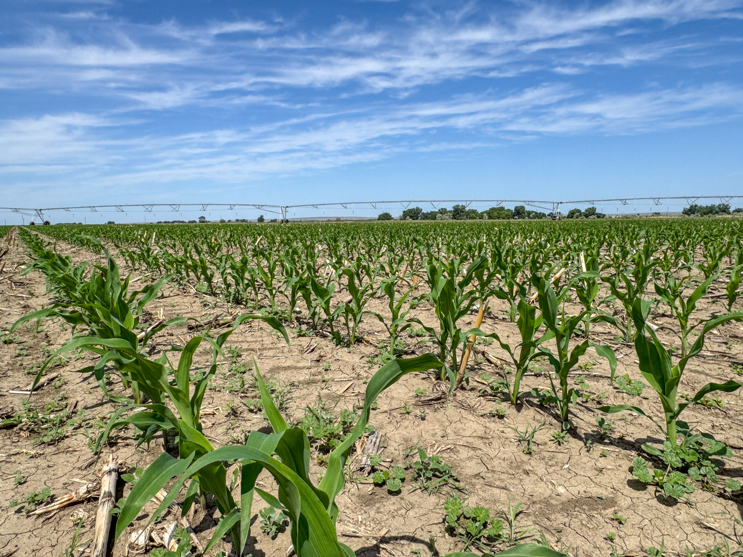 East Malta Irrigated Farm & Ranch – The Hould Property