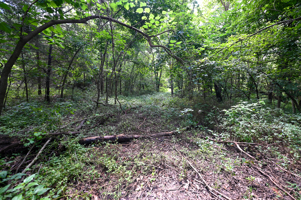 Land For Sale Barton County, MO 160± acres
