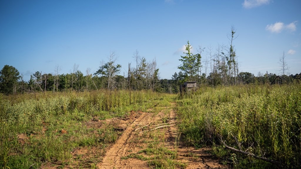 Gloster MS Hunting & Investment Land for Sale – 84 Acres