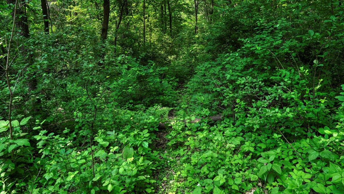Twenty-One-Acre Hidden Gem in Vernon County WI