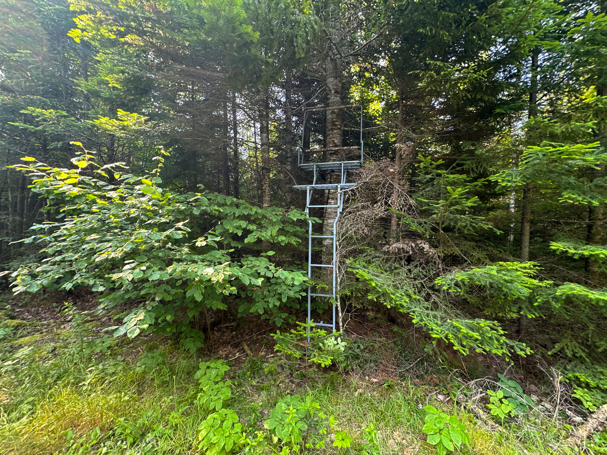 Maine Hunting and Recreational Timberland for Sale | 152± Acres in Carroll Plantation