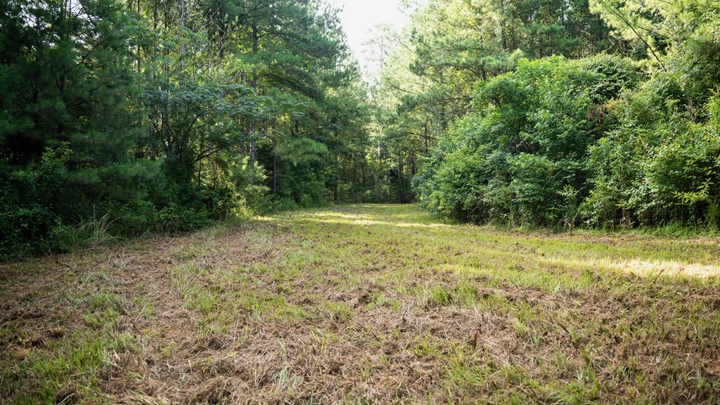Hunting Land in Woodville, MS – 125 Acres for Sale