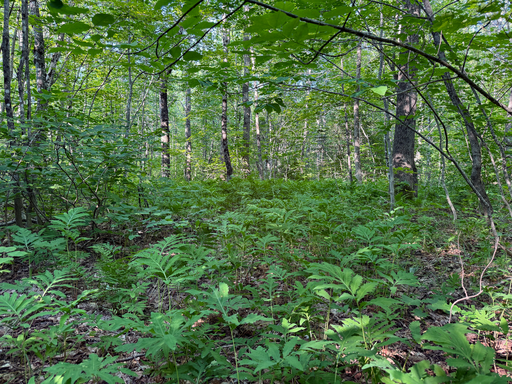 Off-Grid Cabin with 150± Acres Bordering Mount Chase