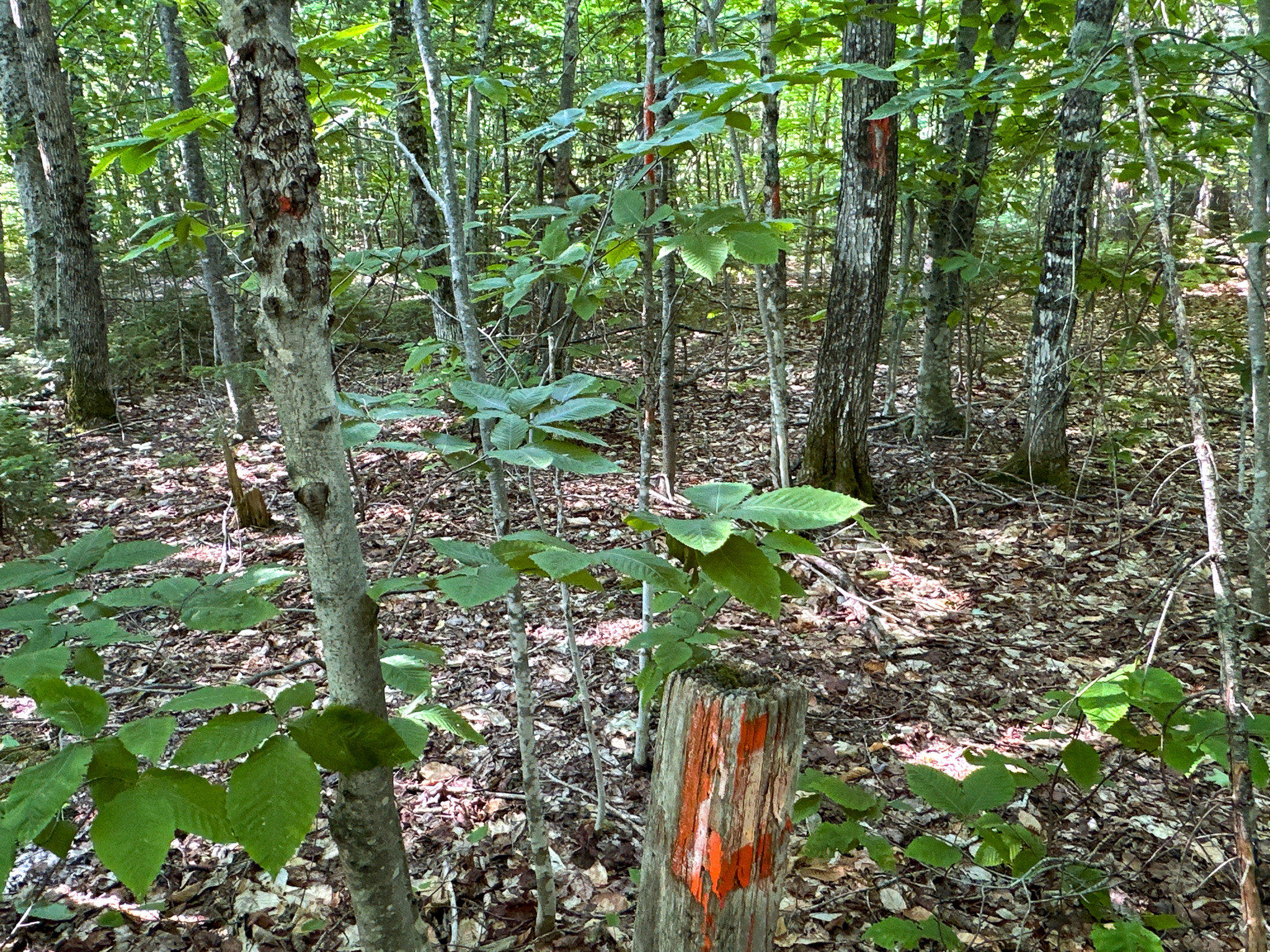 80± Acres of Off-Grid Mountain Land in Mount Chase, Maine