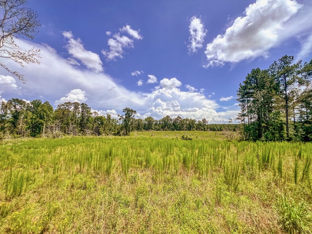 Land for Sale in Amite County, MS