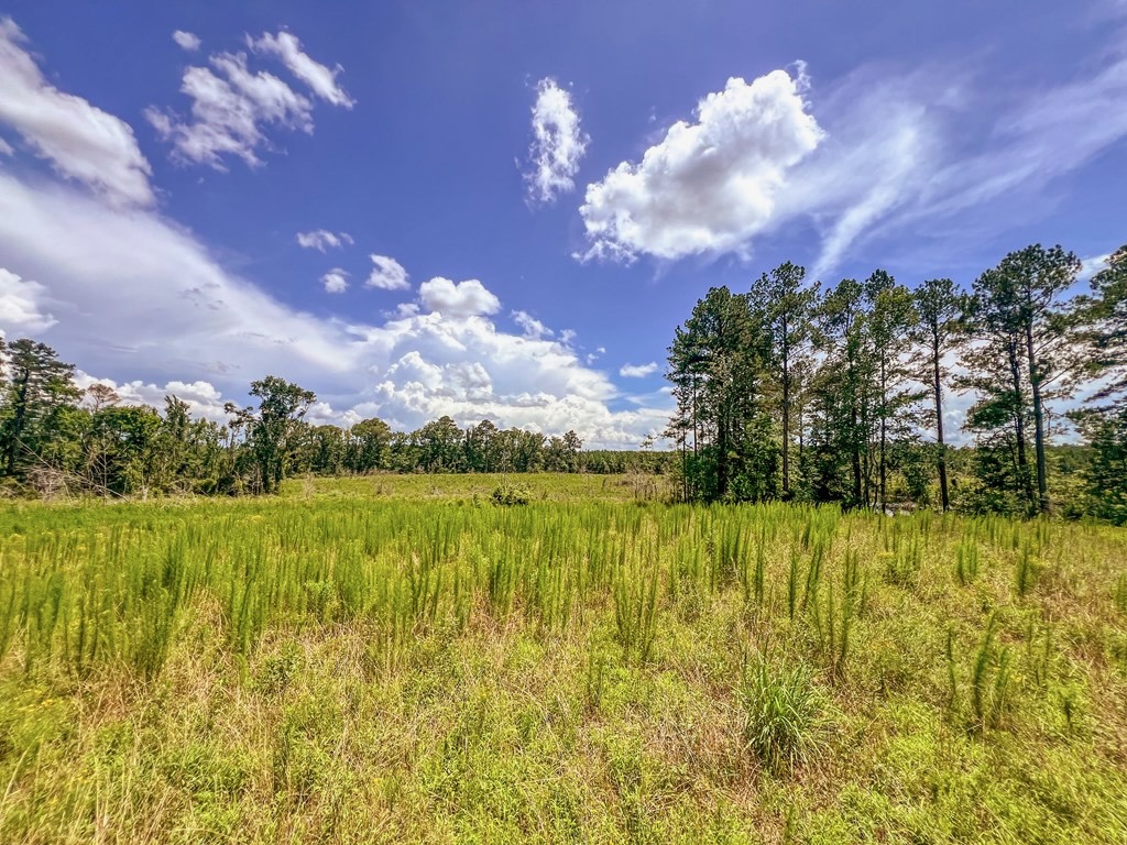 Land for Sale in Amite County, MS