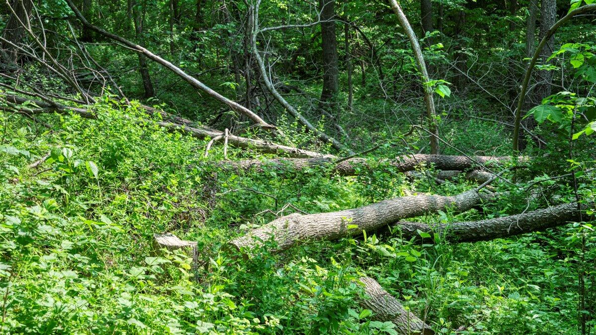 Twenty-One-Acre Hidden Gem in Vernon County WI