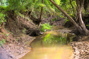 142+\- acres  For Sale El Dorado Springs MO