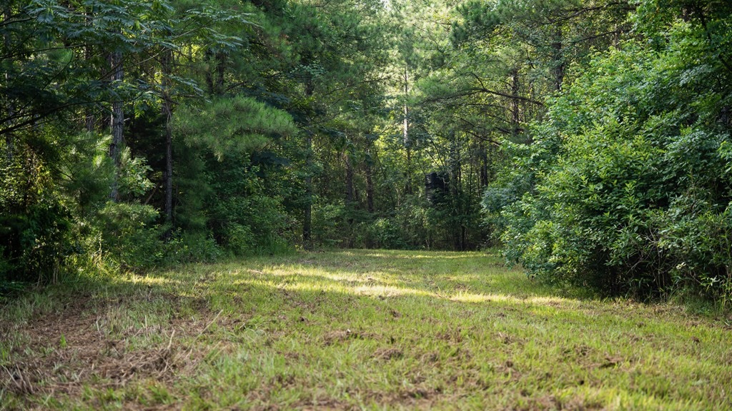 Hunting Land in Woodville, MS – 125 Acres for Sale
