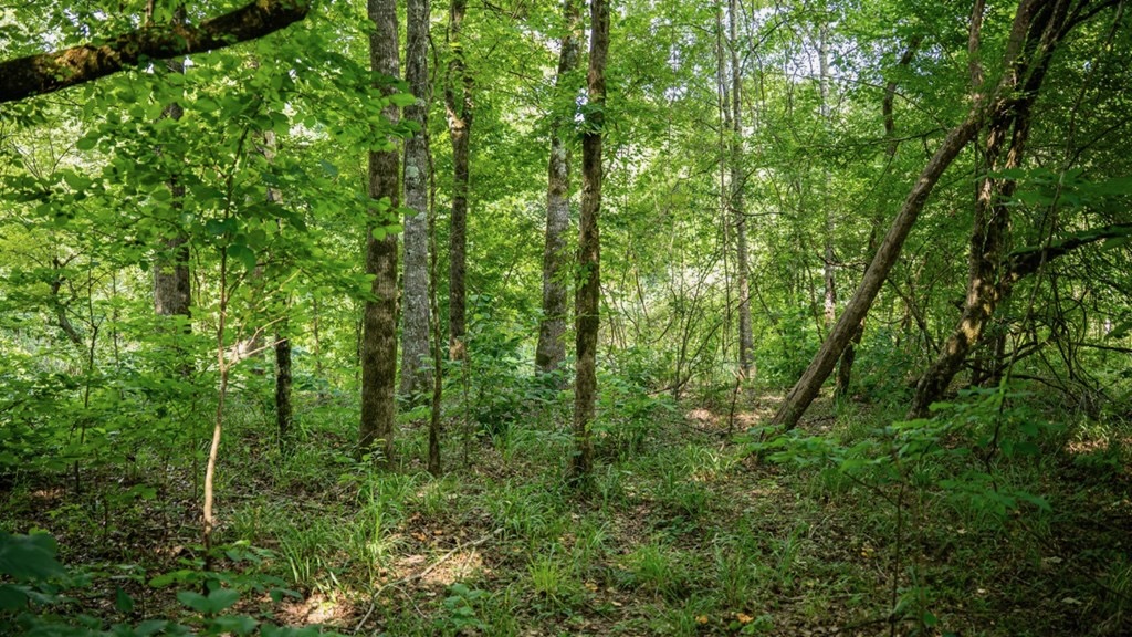 Hunting Land in Claiborne County, MS – The Reagan Tract