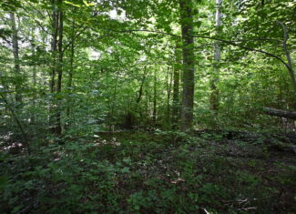 53± Acres for Sale in Decaturville, Tennessee