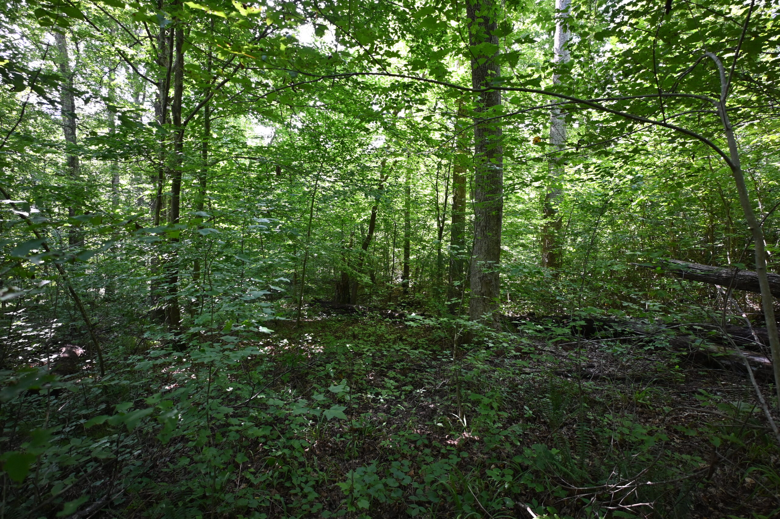 53± Acres for Sale in Decaturville, Tennessee