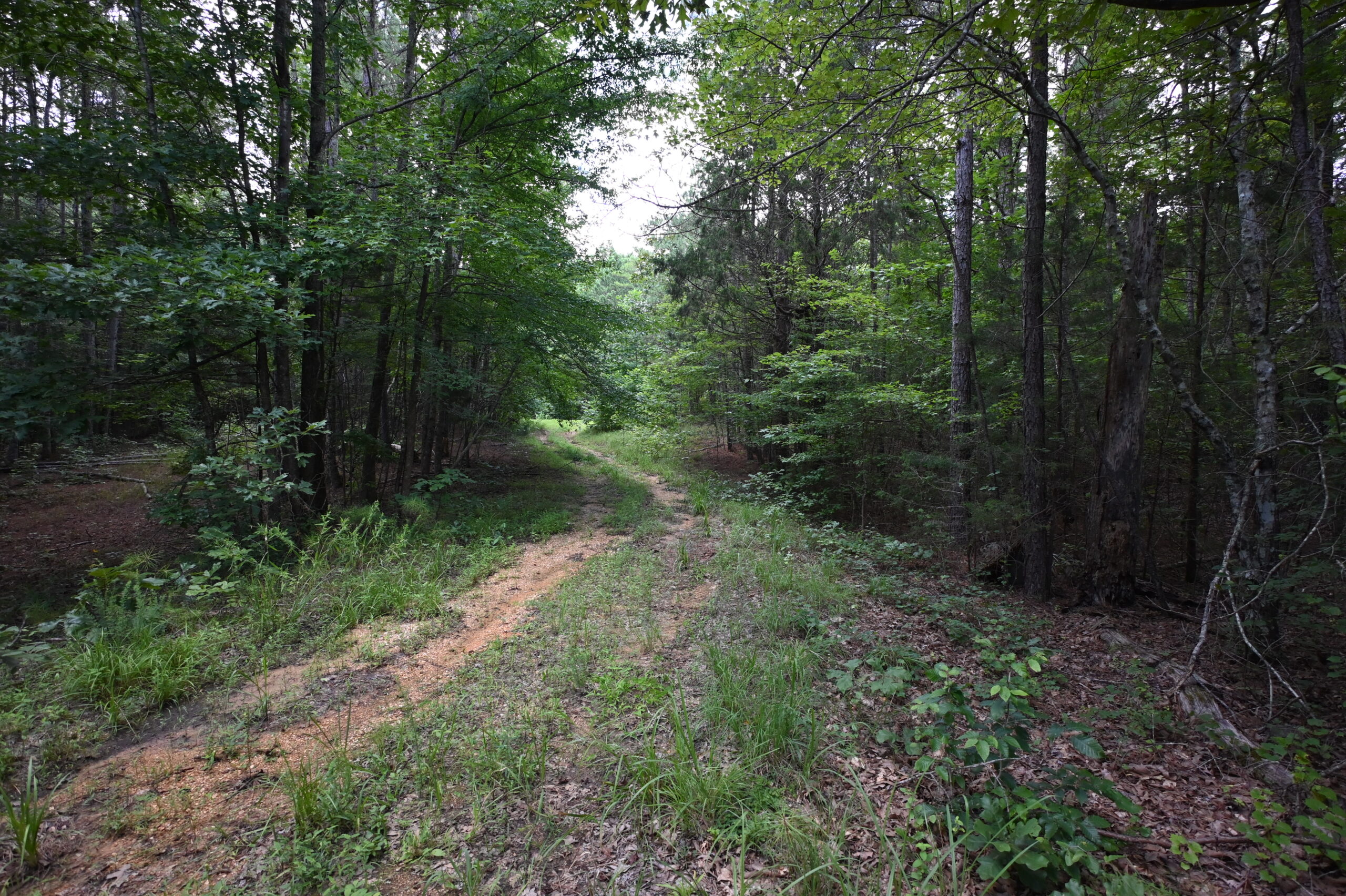 53± Acres for Sale in Decaturville, Tennessee
