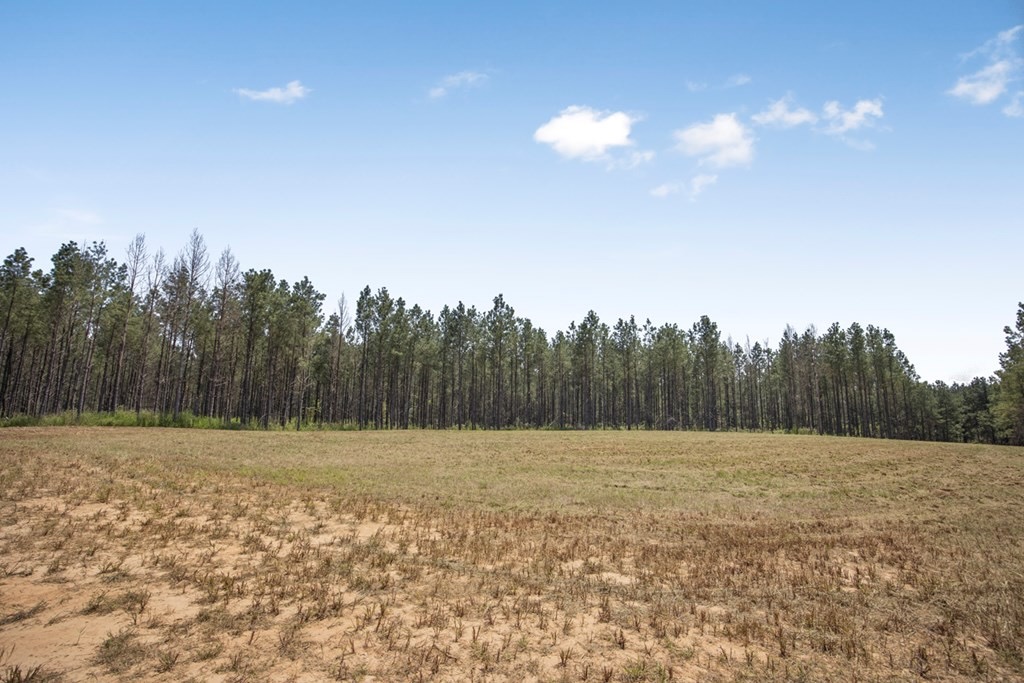 Amite County Hunting Land – The Winding 41