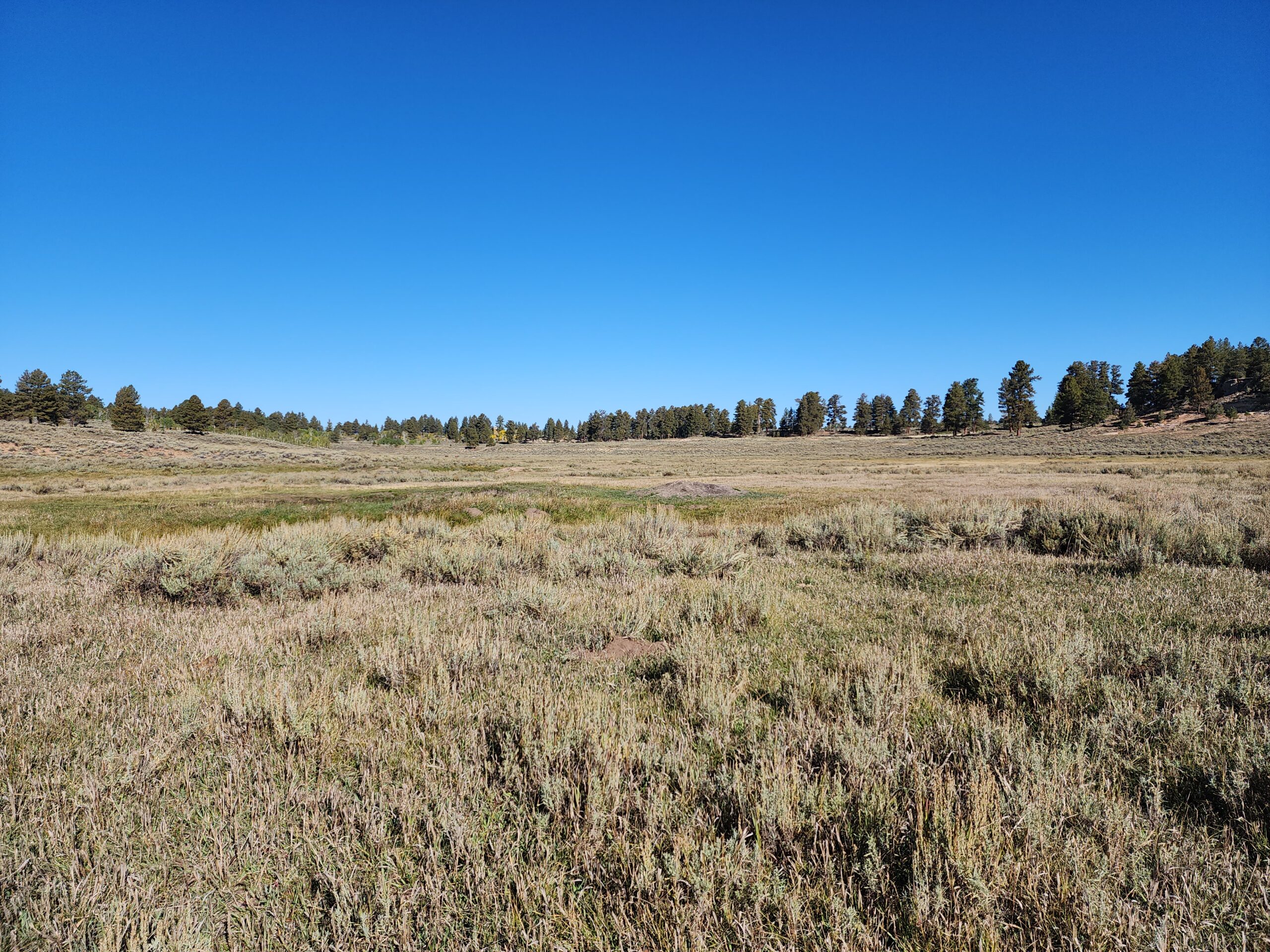 155 Acres of Hunting and Recreation Land in CO