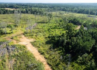 Gloster MS Hunting & Investment Land for Sale – 84 Acres