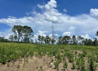 Land for Sale in Amite County, MS