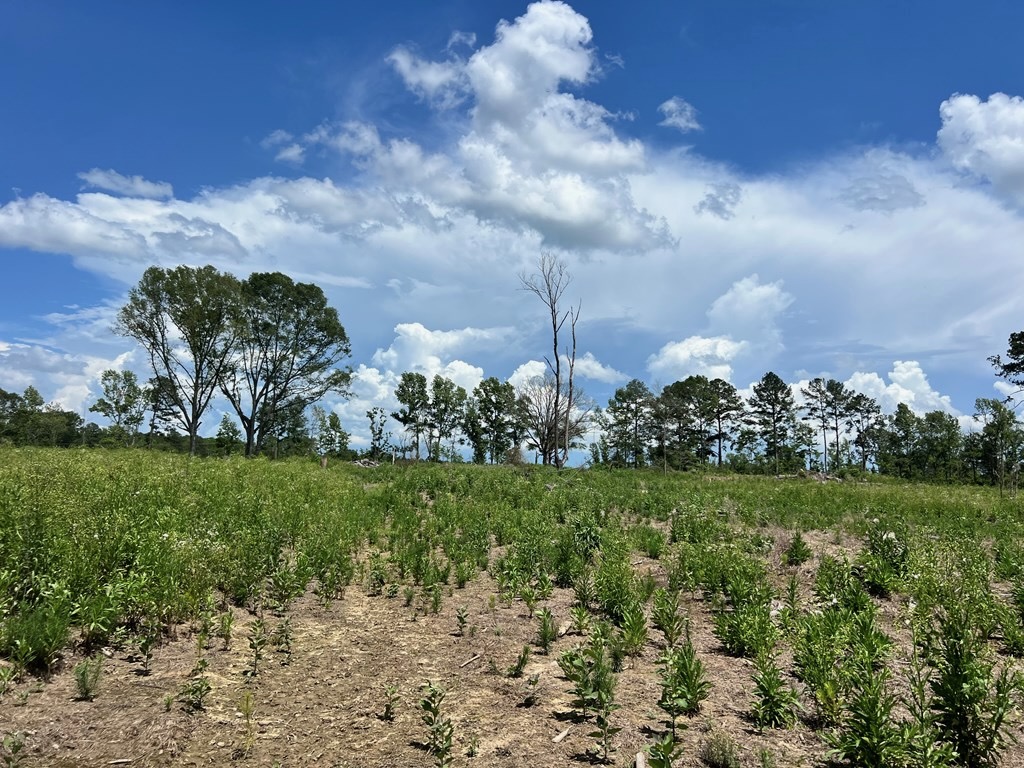 Land for Sale in Amite County, MS