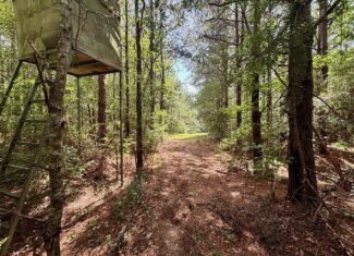 Land for Sale in St. Helena Parish, Louisiana