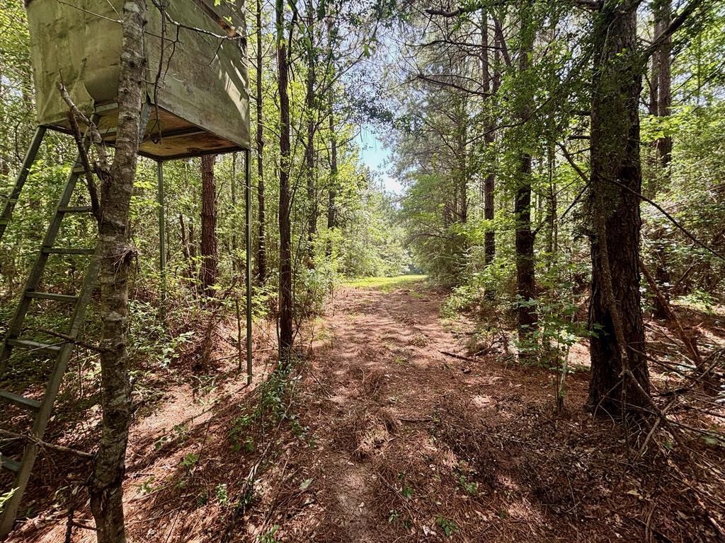 Land for Sale in St. Helena Parish, Louisiana