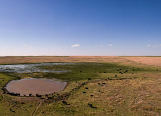 Golden Triangle Farm & Ranch in Hill County, Montana