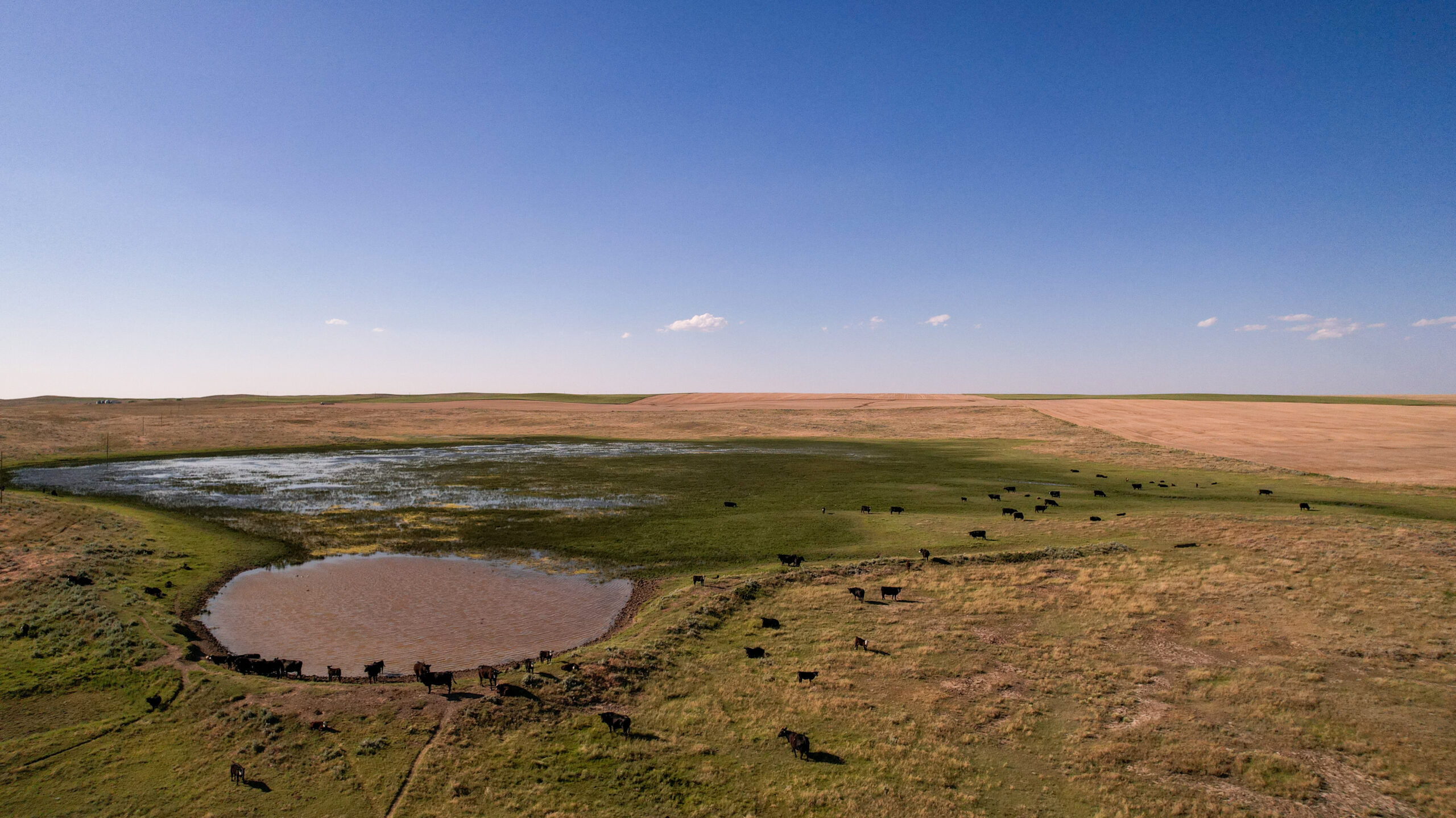 Golden Triangle Farm & Ranch in Hill County, Montana
