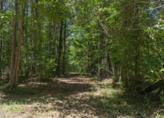 Lapine 216 Multi Use Recreational Timber – Ouachita Parish