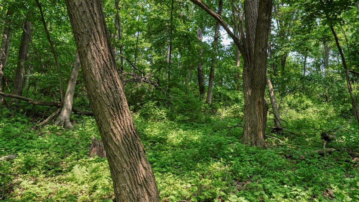 Twenty-One-Acre Hidden Gem in Vernon County WI