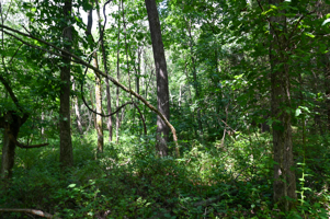 Land For Sale Barton County, MO 160± acres