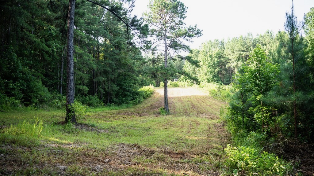 Hunting Land in Woodville, MS – 125 Acres for Sale